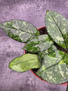 Hoya Crassipetiolata Splash