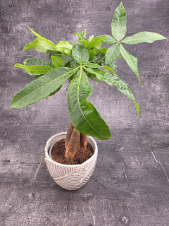 Pachira Aquatica, strom štěstí 12 cm