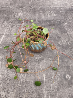 Peperomia Pepperspot mini