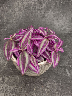 Tradescantia Fluminensi Pink Paradise 12 cm