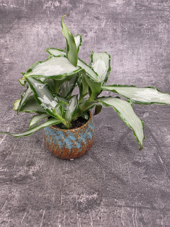 Tradescantia Silver mini