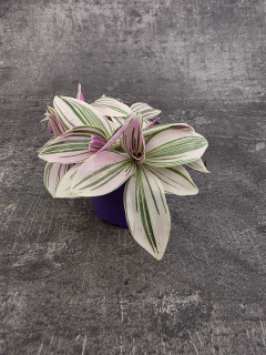 Tradescantia sweetness mini