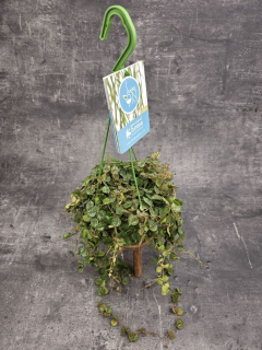 Hoya Curtissii závěs