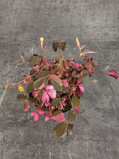 Oxalis růžový