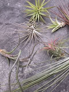 Tillandsia XL mix
