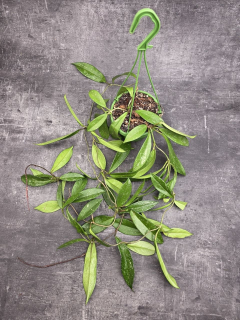 Hoya Carnosa Silverspots závěs