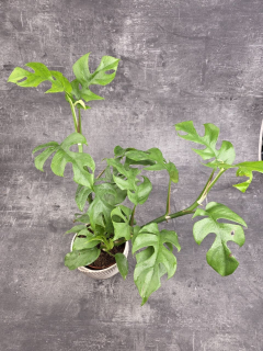 Rhapidophora Tetrasperma, rychle rostoucí šplhavka