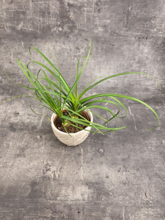 Nolina Recurvata Beaucarnea