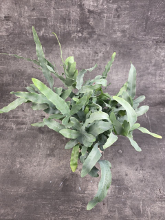 Phlebodium Blue Star