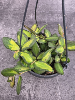 Hoya Burtoniae 12 cm závěs