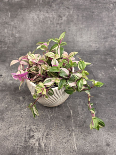 Tradescantia Tricolor 12 cm