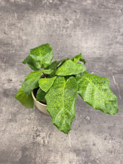 Calathea Musaica Network 12 cm