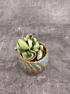 Hoya carnosa Compacta Variegata mini