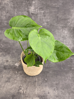 Monstera Deliciosa