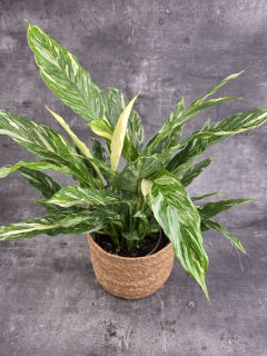 Spathiphyllum Diamond XL