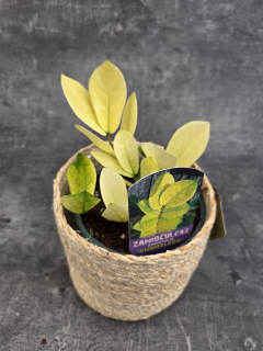 Zamioculcas Chameleon