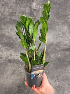 Zamioculcas Lima