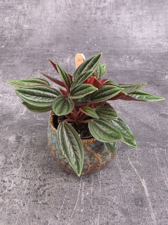 Peperomia Roso mini