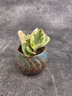 Peperomia variegata mini