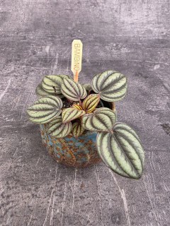 Peperomia žíhaná mini