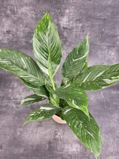 Spathiphyllum Diamond 14 cm