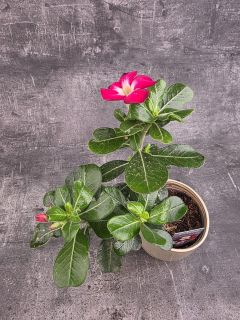 Adenium Anouk red