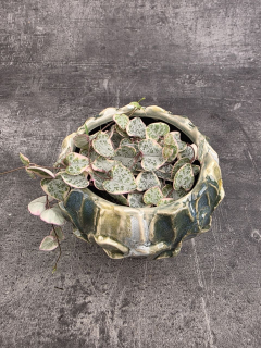 Ceropegia Woodii růžová