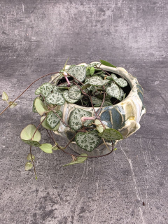 Ceropegia zelená