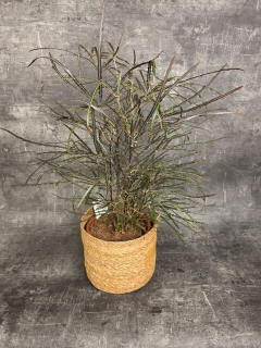 Dizygotheca elegantissima