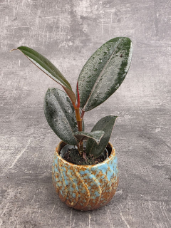 Ficus Robusta mini