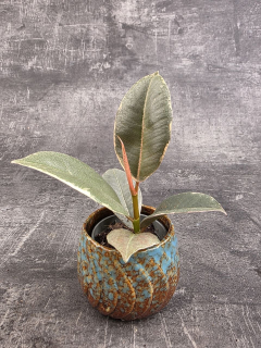 Ficus Belize mini