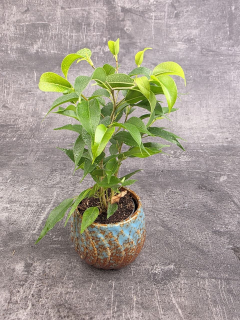 Ficus Kinki mini