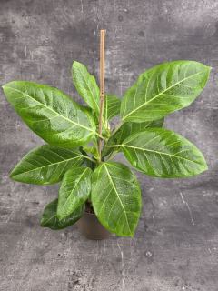 Ficus Altissima Yellow