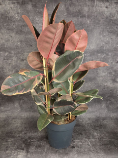 Ficus Elastica Belize XXL