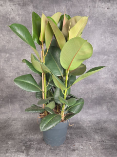 Ficus Elastica Robusta XXL