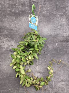 Hoya Burtoniae 12 cm závěs XXL
