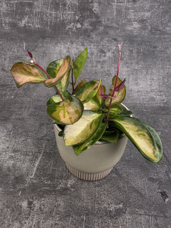 Hoya Australis Trikolor 12 cm