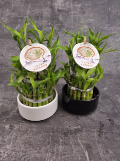 Bambus LUCKY BAMBOO piramida v keramickém obalu