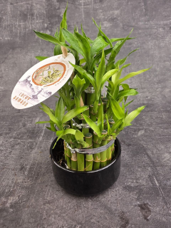 Bambus LUCKY BAMBOO piramida v černém keramickém obalu