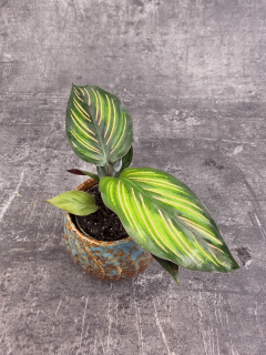 Calathea ornata mini