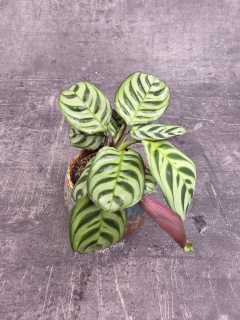 Calathea amagris mini