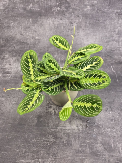 Marantha Leuconeura Lemon Lime