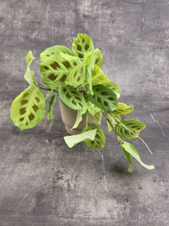 Maranta leuconeura ‘Kerchoveana Variegata’