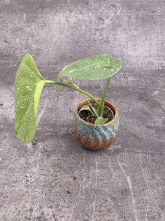Monstera Thai Constellation mini