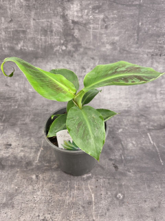 Musa Dwarf Cavendish 17 cm