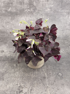 Oxalis Triangularis