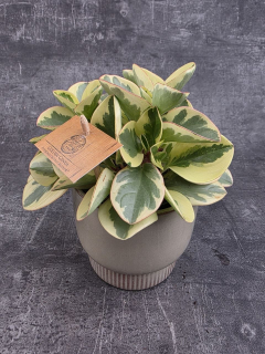 Peperomia Gold 
