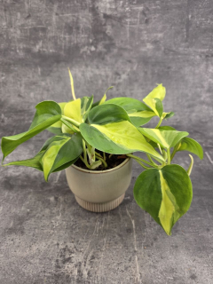 Philodendron Scandens Brasil 