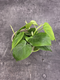 Philodendron Scandens 12 cm