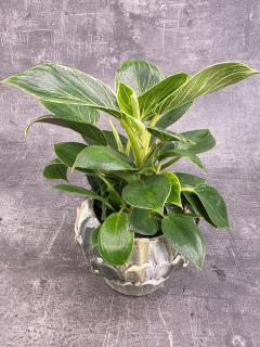 Philodendron White Measure 10 cm